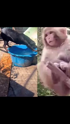 Very Funny and Smart Dog..! #fyp #humor #comedy #titok #trending #duet #greenscreen #love #bodhha #reels #FYP #fypシ゚viralシ #fyp #fypシ゚ #Relax #video #monkeyvideos #Tiktok #india #AmaZing #ad #funny #reelsfb #art #reelsviral #funnydogvideos #crocodiles | R1 Entertainment Videos