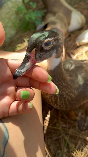 Shower, our wood duck 🦆 He’s in eclipse plumage- temporary feathering some male birds have after the breeding season, often appearing duller or more camouflaged than their vibrant breeding plumage. Shower looks like a female wood duck at first glance right now but in the sun you can still see his feathers still shimmer ✨ *Shower is quite elderly (for a duck) and can’t see well. He lives in an aviary with two woody girls where we can keep an eye on him 💙 #showerthewoodduck #woodduck #ducksofins