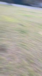 Darlington County Humane Society Rescue on Reels