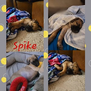 These adorable little ones are 7 week old cane corso/german shepherd mix. They will be available for adoption in a couple of weeks. If you have any questions, please email our adoption team at followyourheartfoundation@gmail.com You can also click on the hashtag below to see more posts/photos #fyhpinkypie #fyhspike #fyhtwilightsparkle #fyhmylittleponys | Follow Your Heart Animal Rescue