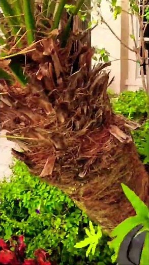 Pruning the wicked Thorn Robellini Palm Tree