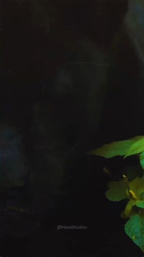 Panther looking in #wildcat #panther #cat #black #leaf #jungle #beautiful #nature #wildlife HA39121 | HAWI Studios