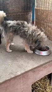 Joy und Candy ❤️ | Save Our Strays Austria