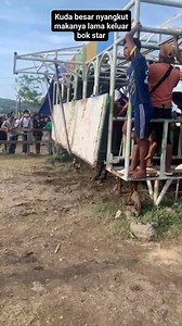 Kuda besar 🐎nyangkut diget star #mainjaran #pacoajara #balapjaran #pacuankudaNTB #Horseracing #fyp #trending #jangkauanluas #viral | Samsu