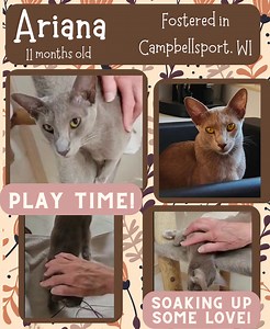 🤎ADOPTION PENDING🤎 🤎🐾✨ARIANA✨🤎🐾 🤎Ariana is an 11 month old kitten Blue Oriental Shorthair!! She was caged and has not had much love in her life before SPCR, so she need a loving patient home to help this sweet girl continue to open up! 🐾✨Ariana Bio Highlights✨🐾 *11 months old *Very nice, quiet girl, loves to be pet and have her ears scratched *Good with calm, female cats and with calm dogs, no kids *Fostered in campbellsport, WI Bio: https://purebredcatrescue.org/portfolio-items/ariana/