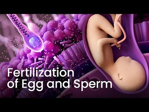 Human Fertilization Process in 3D!