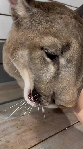 5.8K views · 63 reactions | Very cute puma | Puma London | Facebook