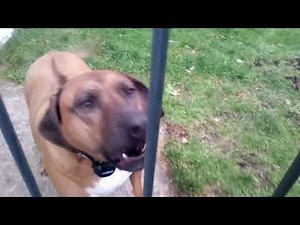 Rhodesian ridgeback barking at the tablet 18