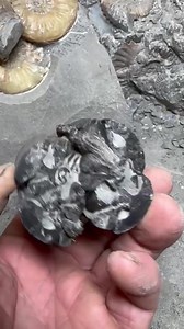 34K views · 576 reactions | Ichthyosaur jaw section looks very similar to the one posted lately on one of the fossil sites Found a few months ago | Charmouth Fossils | Facebook