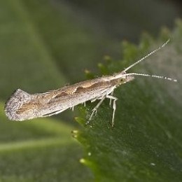 Biological Control of the Diamond-Back Moth