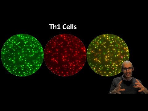 What is the Th1 cell and what does it do?
