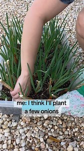 Just a girl who loves to grow #gardening #onions #Egyptianwalkingonions #zone8a #garden #northcarolina #nakedgardener | Naked Gardener