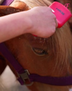 25K views · 162 reactions | A girl transforms a pony from dirty to clean and beautiful | Fabiosa Hearty | Facebook