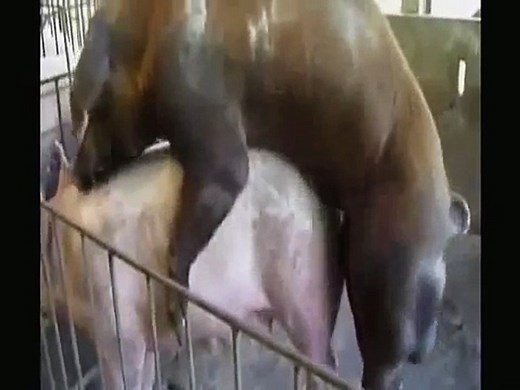 Animales Apareamiento entre ellos. CALIENTE CALIENTE ¡QuéAnimalada!