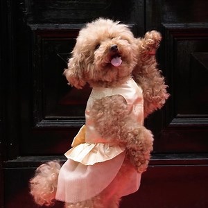 18 reactions · 4 comments | THIS WILL MELT YOUR HEART  CHAPEL...