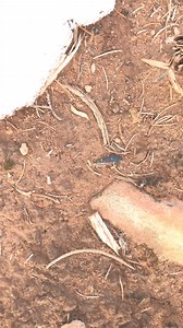 33K views · 523 reactions | One of the few obsidian arrowheads I’ve found out here! #arrowhead #point #projectile #history #indigenouspeople #nativeamerican #coolfind | Couple Berry Farms | Facebook