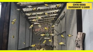 Subscribe on YouTube! 🌟 www.youtube.com/@ramy.charfeddine Your support means everything! 🚀 Treat your feathered friends to the ultimate luxury with our Goldfinch Showers, where the gentle cascade of water transforms into a refreshing haven for these vibrant songbirds. Watch as the chardonnerets revel in the natural delight of their feather-friendly oasis, their iridescent plumage glistening in the droplets. This immersive experience not only provides a visual spectacle but also a moment to wit