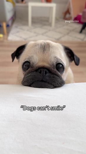 The Prettiest Smile: Cute Pugs Video
