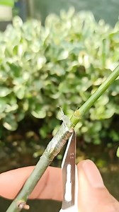 32 reactions | Rose grafting results #roses #rosegrafting #flowers #reels | Abi Garden | Facebook