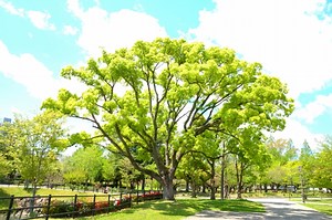 副業するならストック型にするべき理由｜お金のなる木の育て方 | 逆転FX！！