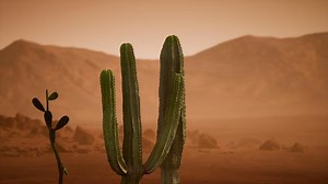 Arizona desert sunset with giant saguaro cactus
