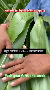 1.9M views · 10K reactions | अमेरिकन 5G Napier Grass 100% मक्का...