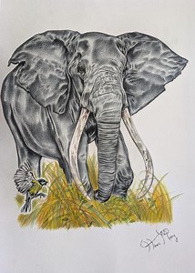 Elephant Drawing: Original Colored Pencil Wildlife Art - Etsy