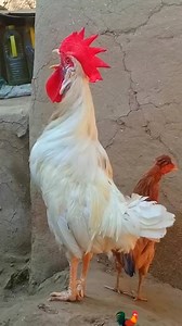 Adorable My Rooster Crowing Sounds | Amazing Rooster Crowing Loudly | Buff Orpington Crowing - Golden Buff Orpington Rooster Crowing - Buff Orpington Rooster Crowing Crowing is a type of singing vocalization produced by chickens. It is believed to be associated with demonstration of territory of power to other males and to attract the attention of females. Although both sexes have the ability to crow, it's typically more common in male chickens (roosters) since the desire to crow is fueled by th