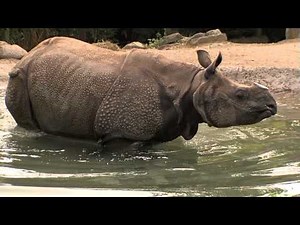 Indian Rhino Baby Update-Cincinnati Zoo