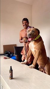 അച്ചനോടുള്ള അവന്റെ സ്നേഹം 🥰🫂 #petshub #pets #dogs #dogshorts #appa #fatherlove #doglove #puppy