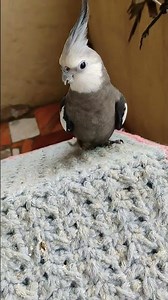 🦜#cockatiel #birds #parrot #cute #funny #mabirdcare #cutebird #pets #talkingparot #funny #cuteparrot