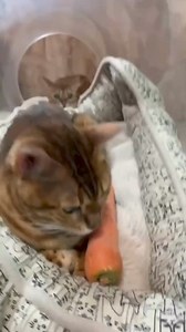 1K views | A girl loves her carrots 凌 #seaquest #visitseaquest #aquarium #zoo #chocolatecoveredstrawberries | SeaQuest Las Vegas | Facebook