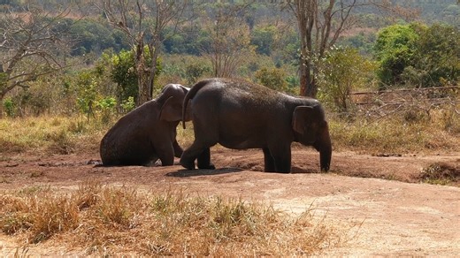 After her morning treatments, Bambi decided to avail herself of the mud wallow in Yard 4. Though it’s technically winter here in Mato Grosso, we’re having some intensely hot days. The mud wallows and ponds are being put to full use by the elephants. You’ll often see them covered in mud (as we showed you last week) or on their way to take a dip. Here, Bambi is sitting on the edge of the wallow when Maia walks over to join her. Bambi decides to get silly and squishes her nose into the mud – which 