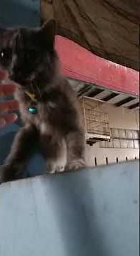 my caty want to play outside when it rains🐈🥰