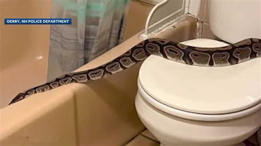 5-foot python found in bathroom of a New Hampshire woman's apartment