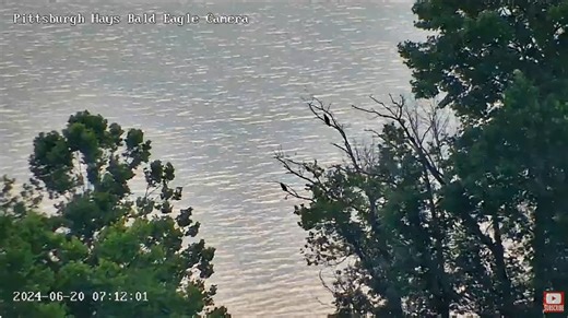 1.9K views · 37 reactions | This morning a pair of bald eagles were spotted near the USS bald eagles nest. Is this the eagle pair from Hays? Let us know what you think in the comments below. Watch the USS bald eagle best quad view here: https://pixcams.com/u-s-steel-bald-eagle-nest-cam-quad-view/ #eagle #eaglecam #livestream | PixCams | Facebook