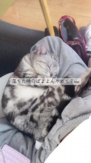 ぽよぽよ猫の可愛さ｜落ちた時のぽよんが愛おしい