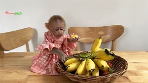 Wow Adorable Jenna Cannot Wait Mom When See Her Special Fruits | Monkey Dodo
