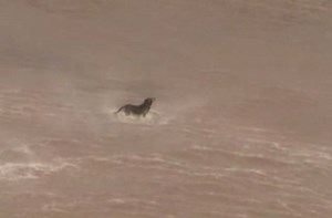 265K views · 80 reactions | Bravo to the first responders!  That's also why we should adopt our pets from shelters ❤️ #pets #dogs #grace | Animalistic | Facebook