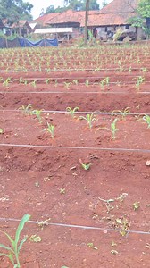 12K views · 261 reactions | Jagung manis MABES F1 usia 15 HST super montok super gemoy batangnya besar² tapi sayang sebagian dirusak ayam liar 凉 #infopertaniancabe #mitrapertanianchannel #petanicabesubang #suksesbersamabintangasia #mabesf1 #jagungmanis | Jeni Jaelani | Facebook