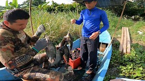 Tilapias vantes y bocachicos full arpón | EcuaPesca