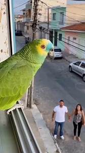 See what the parrot said to this couple #memes #humor #much more