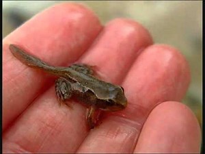 Life Cycle of a Frog