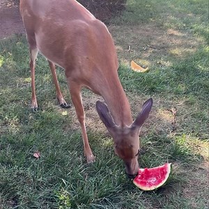 5.3K views · 326 reactions | With this very hot weather and severe drought we’ve been having the wildlife need a little extra help! We’ve been putting out lots of extra water buckets and bowls and tossing out our melon rinds - the deer, squirrels, groundhogs and raccoons seem to really appreciate it! ❤️歷️劣 | Poplar Spring Animal Sanctuary | Facebook