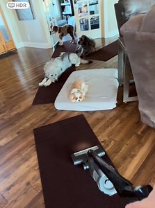 When socializing fearful dogs to a vacuum cleaner, remember patience is key. Take your time and allow your dog to approach the vacuum at their own pace. Slow movements are crucial—sudden actions can startle them and reinforce their fear. Keep your energy calm and relaxed, as dogs are incredibly perceptive to our emotions. If you’re anxious, they’ll pick up on it! Start by allowing your dog to investigate the vacuum when it's turned off, rewarding them with treats for their bravery. Gradually int