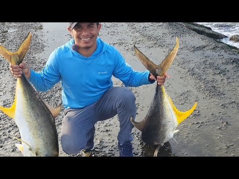 pesca de jurel jetty surf side freeport tx jack fishing jurel