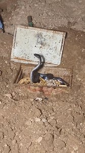 136K views · 941 reactions | Har har Mahadev #jangidmonu2444 | Jangid Monu 2444 | Facebook