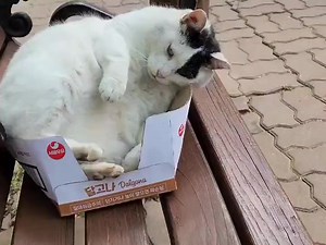 6.3K views · 396 reactions | Box stability tester. | Cats With Jobs | Facebook