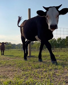 No man left behind | Shirtless Jake's Homestead