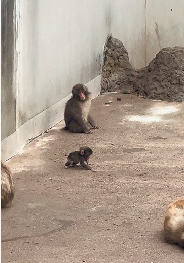 市川市動植物園のパンチくんが赤ちゃんサルを気にする理由